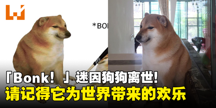 「Bonk！」迷因狗狗离世！主人：请记得它为这个世界带来的欢乐！