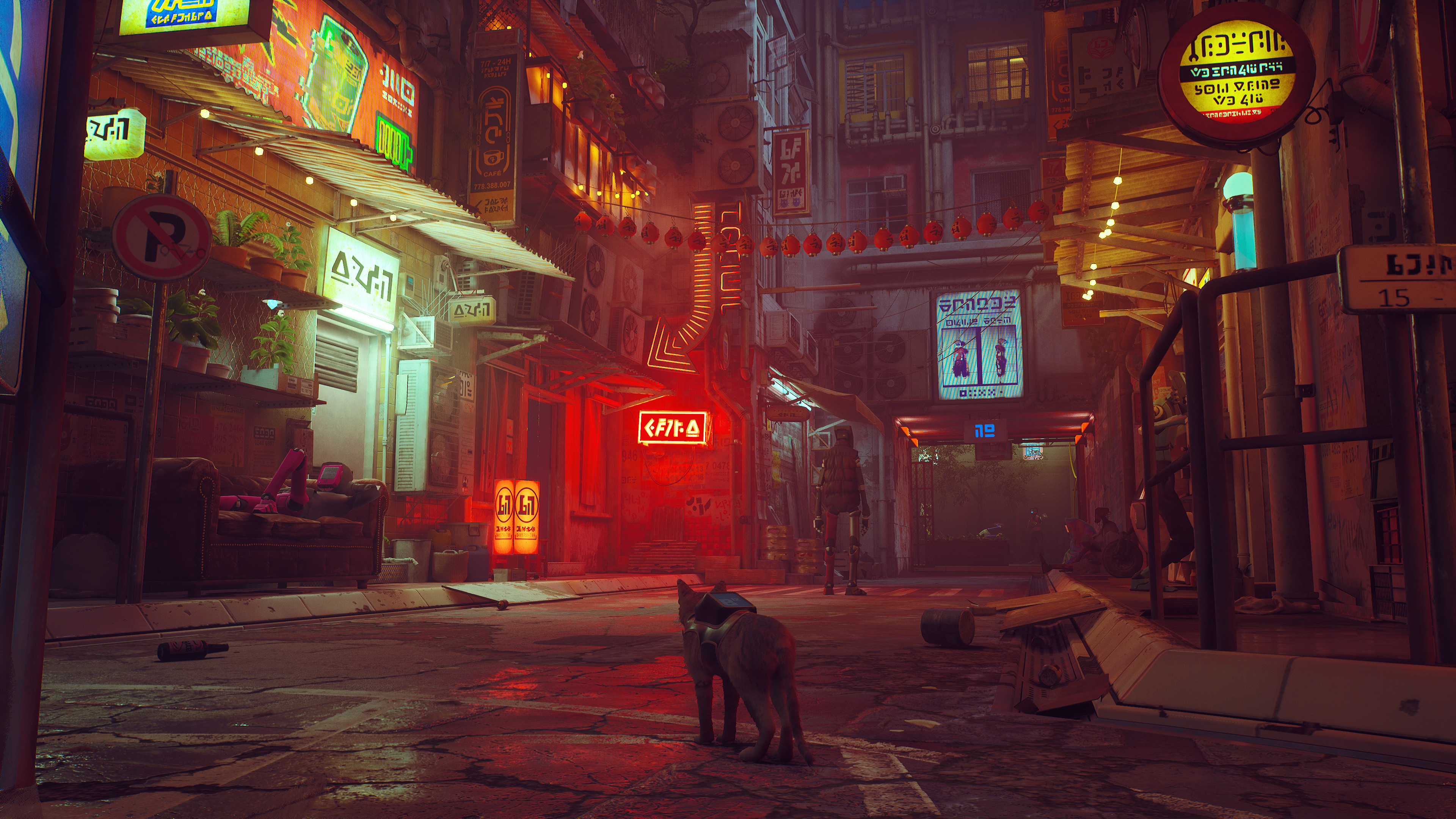 《浪猫》